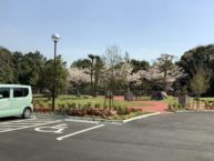 駐車場から桜の木が見えます